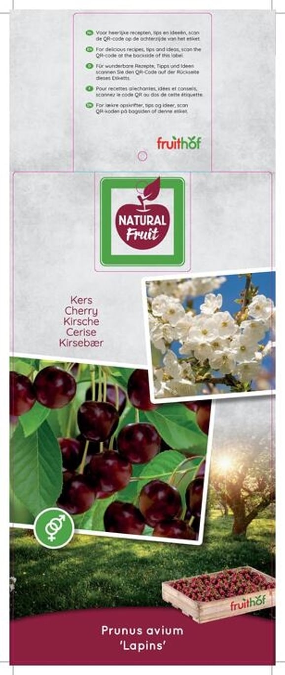 Prunus a. 'Lapins' - C12 250-275 CM Hoogstam